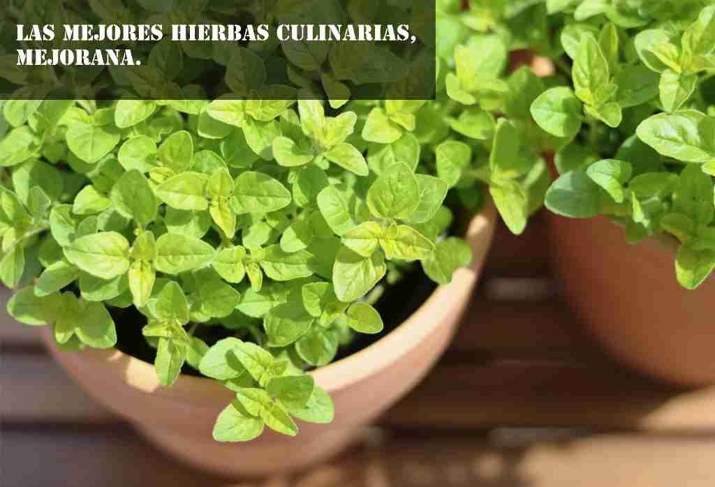 mejorana