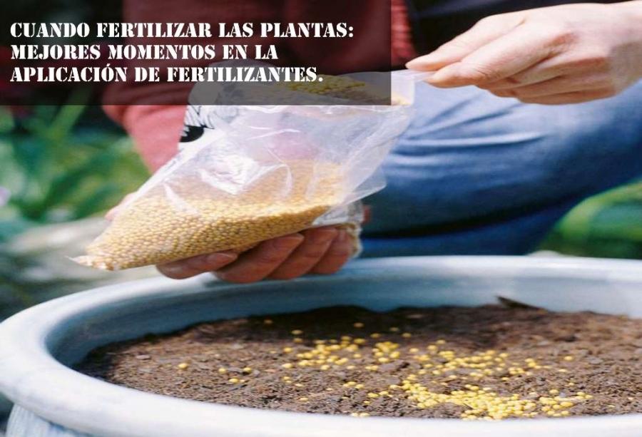 Cuando fertilizar las plantas: Mejores momentos en la aplicación de fertilizantes.