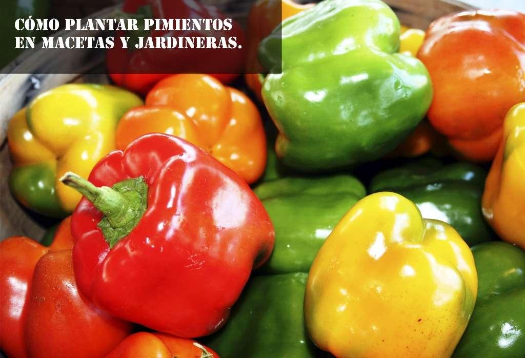 pimientos en jardineras