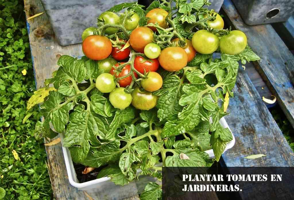 plantar tomates en jardineras