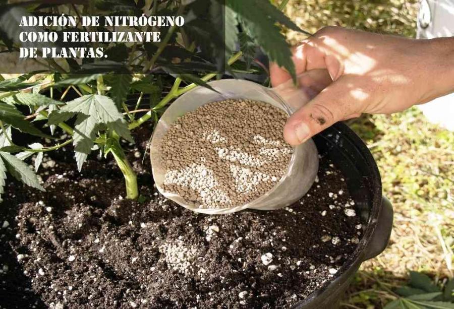 Adición de nitrógeno como fertilizante de plantas.