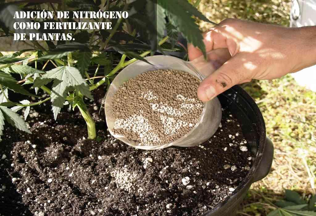 Adición de nitrógeno como fertilizante de | Plantas