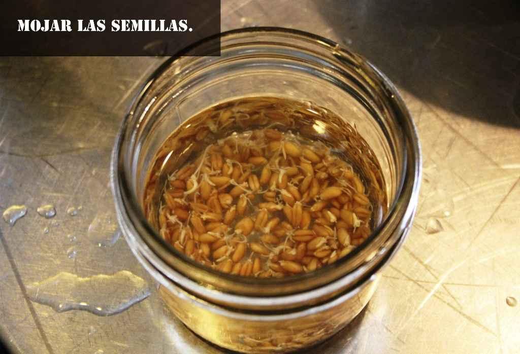 mojar las semillas