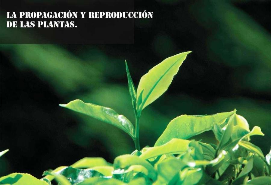 La propagación y reproducción de las plantas.