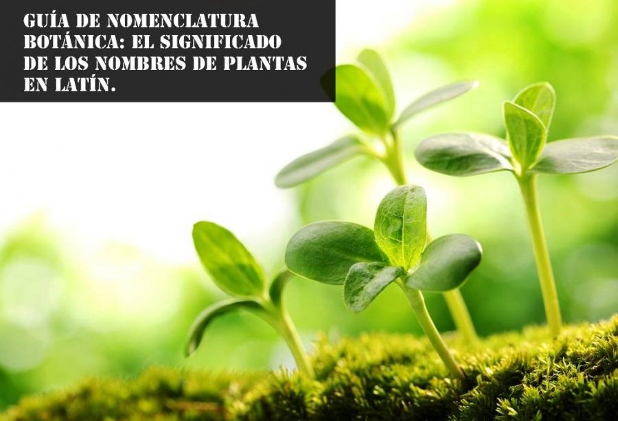 Guía de Nomenclatura Botánica: El Significado de los Nombres de Plantas en Latín.