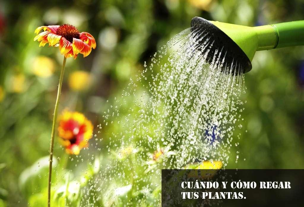 como y cuando regar las plantas