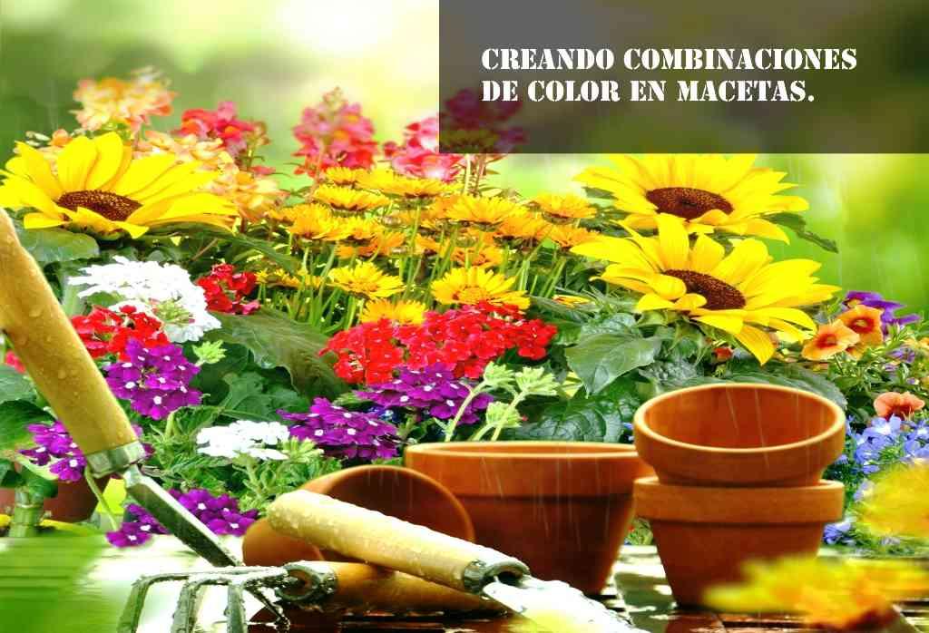 crear combinaciones de color en macetas