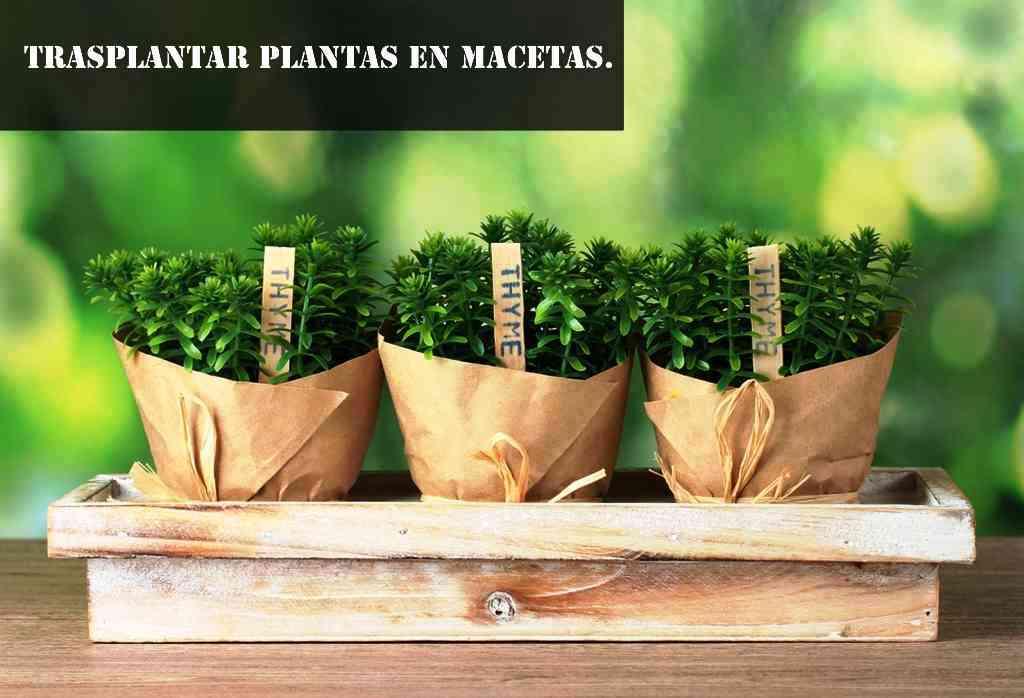 trasplantar plantas en macetas 6