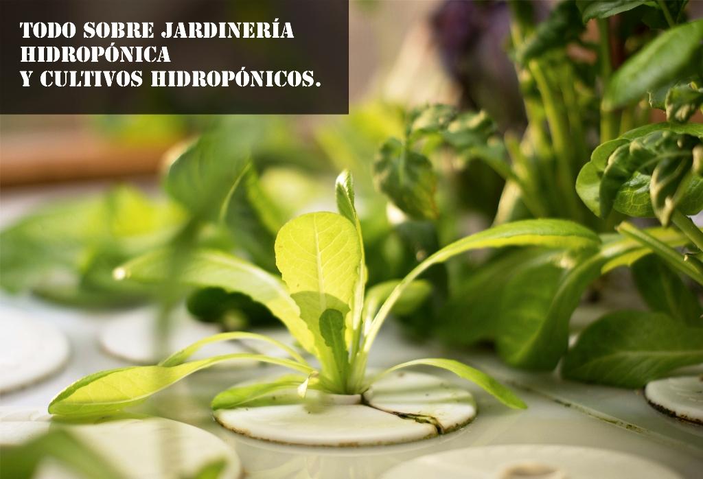 jardineria hidroponica