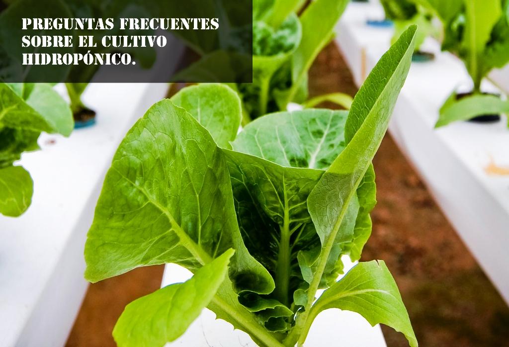 cultivo hidroponico