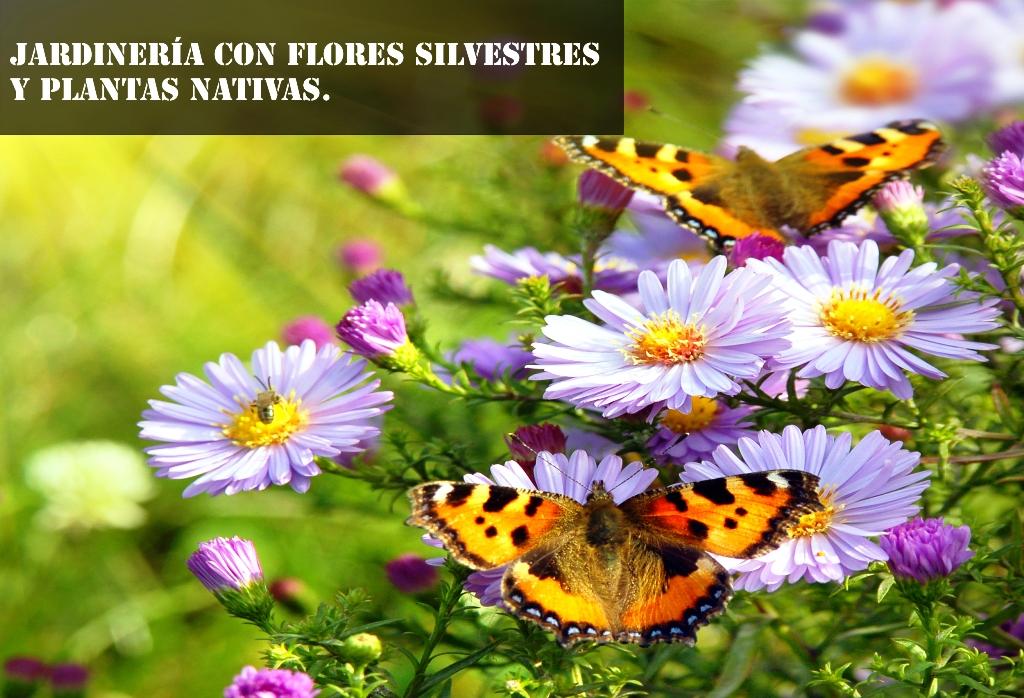 jardineria con flores silvestres