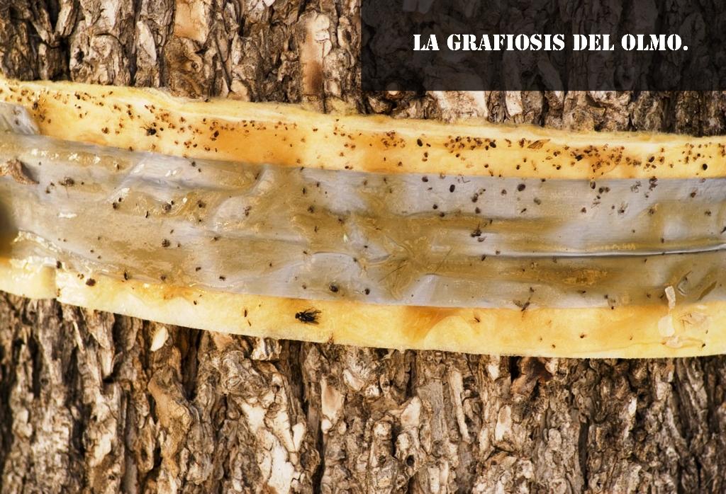 la grafiosis del olmo