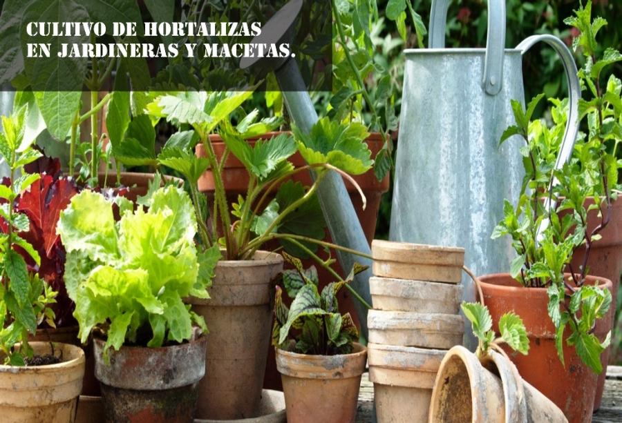 Cultivo de hortalizas en jardineras y macetas.