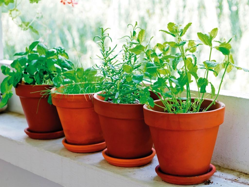 Cómo cultivar plantas y hierbas en el interior | Plantas