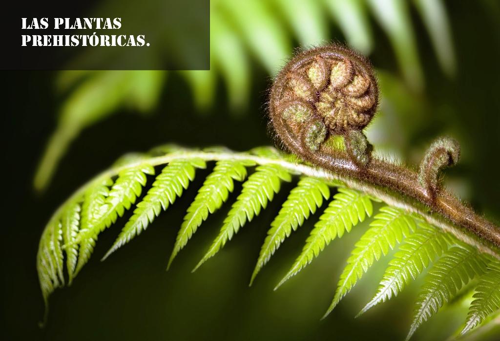 plantas prehistoricas