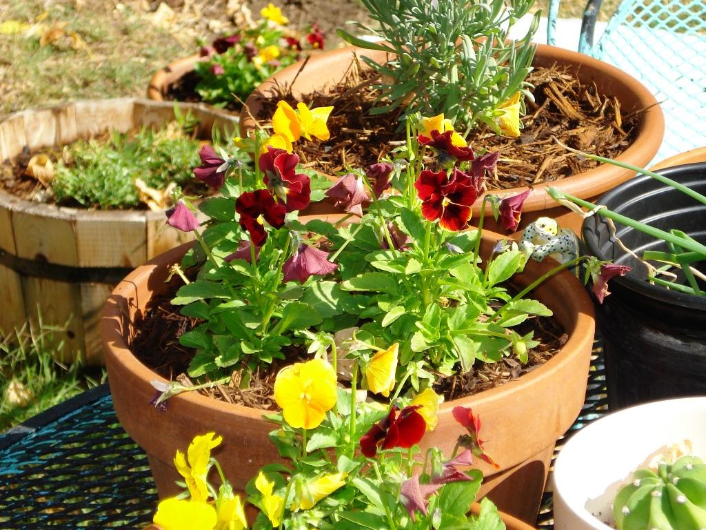 como plantar en macetas