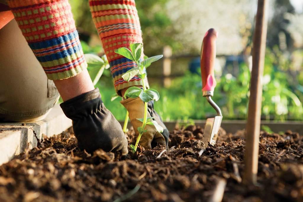 Errores de jardineria