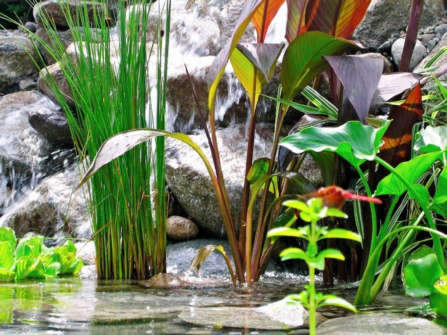 Controlar y eliminar las algas en estanques y fuentes de jardín.