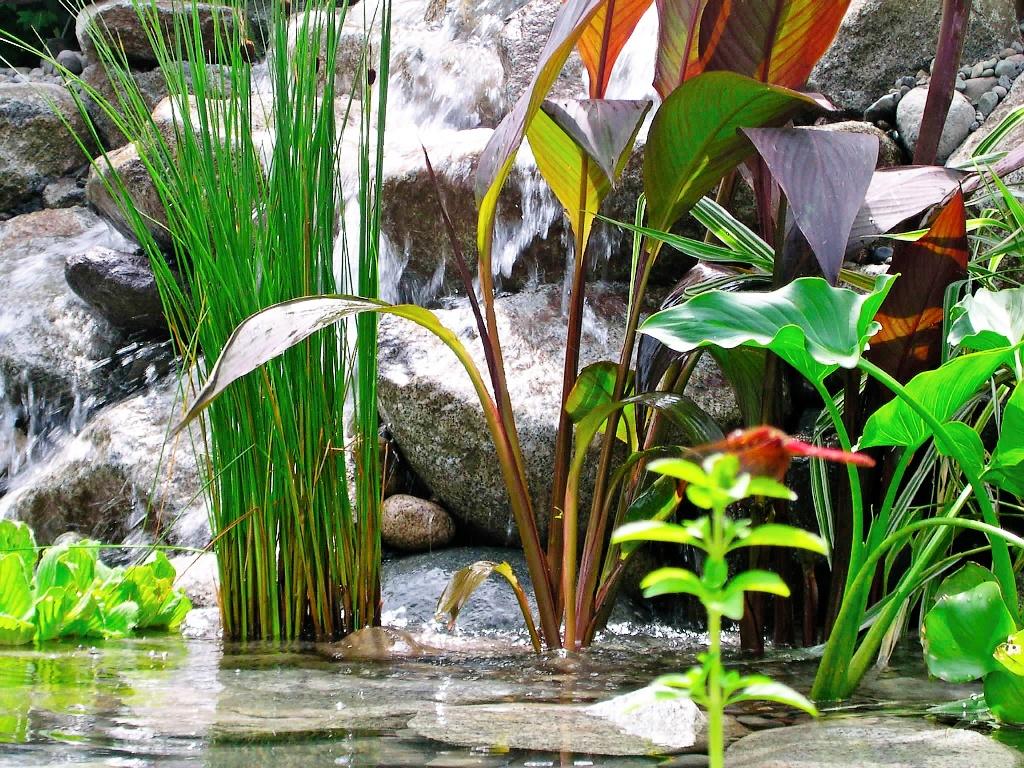 Control algas en estanque y fuente