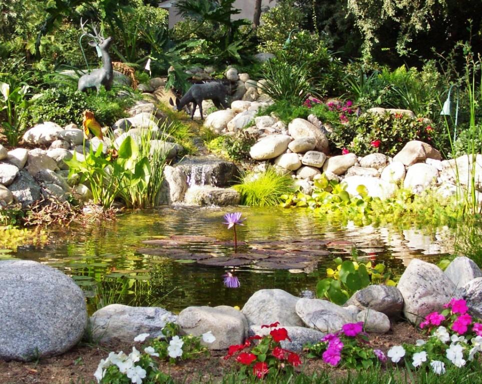 Algas estanque jardin