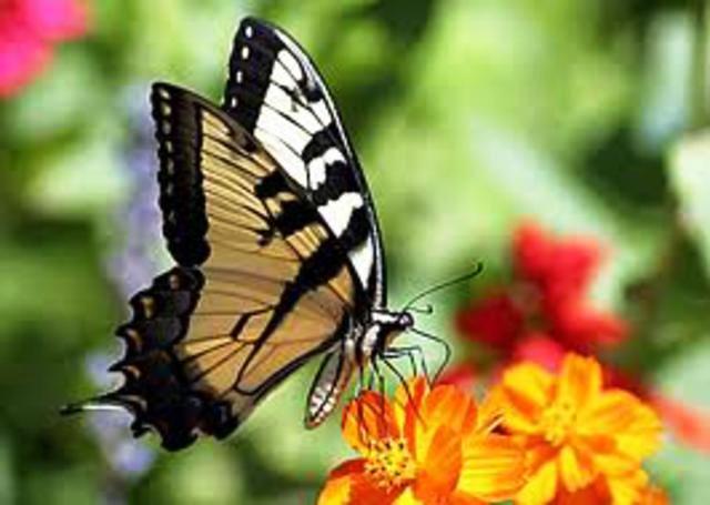 crear movimiento en jardin