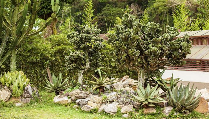 agrupacion de rocas para jardin