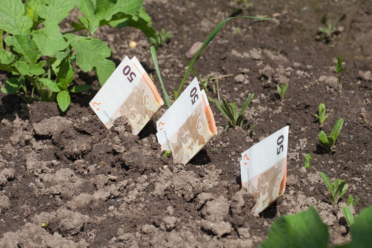 ahorrar dinero en nuestro jardin