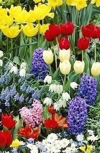 BULBOS DE LA PRIMAVERA