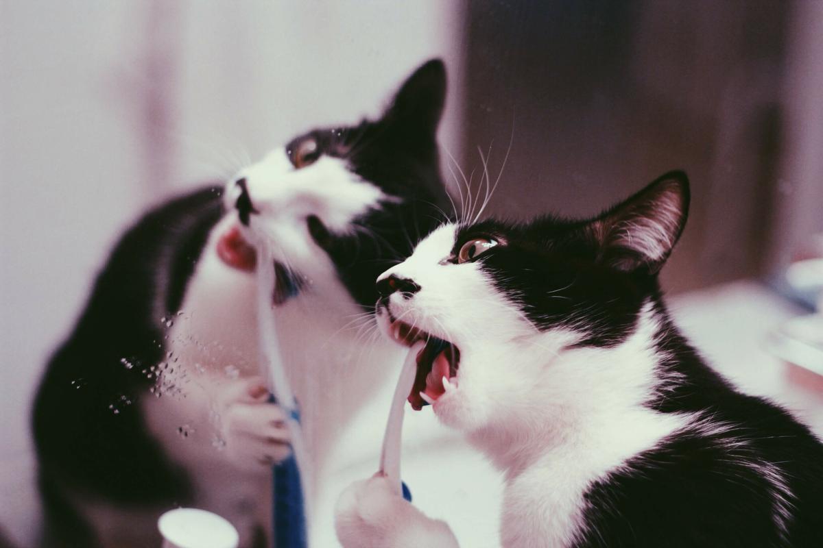 Cómo cepillar los dientes del gato?