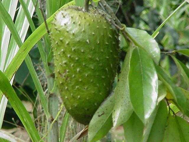 fruta-guanabana