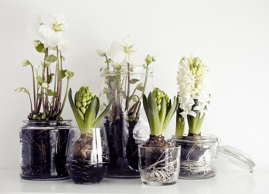 hyacinths-and paperwhites-in-crystal-jars