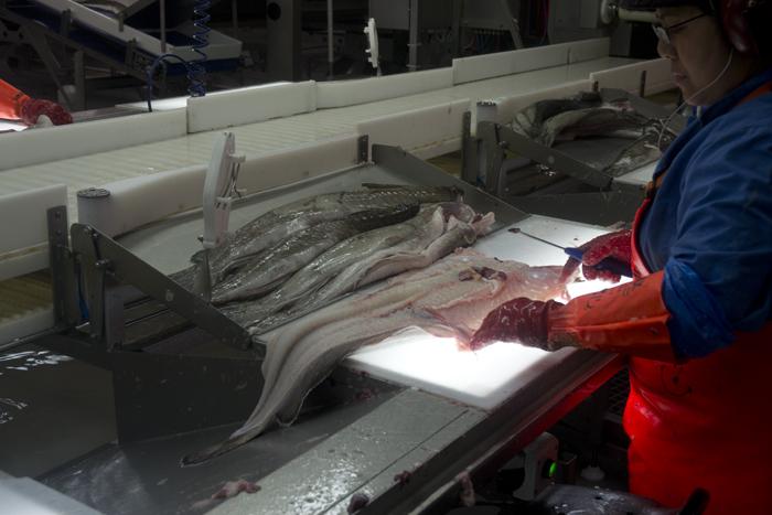 todo lo que debes saber sobre el bacalao