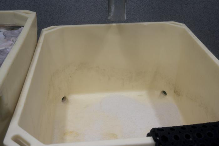 todo lo que debes saber sobre el bacalao