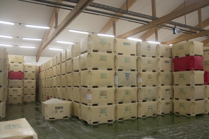 todo lo que debes saber sobre el bacalao