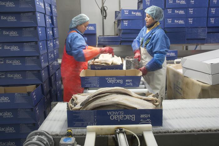 todo lo que debes saber sobre el bacalao