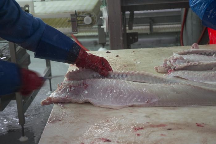 todo lo que debes saber sobre el bacalao