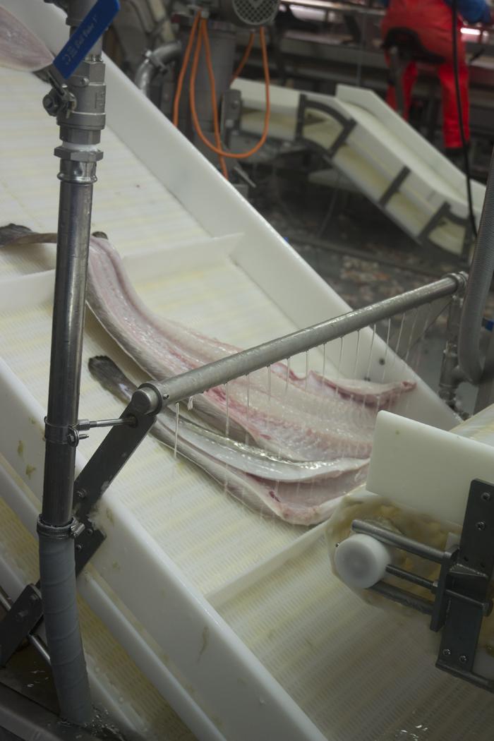 todo lo que debes saber sobre el bacalao