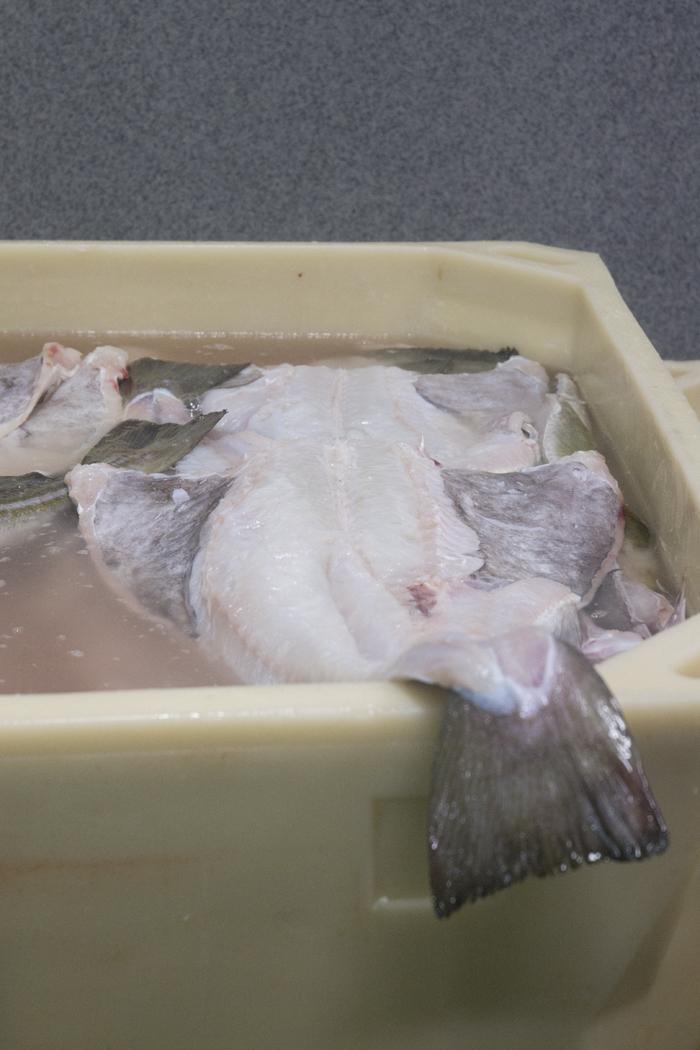 todo lo que debes saber sobre el bacalao