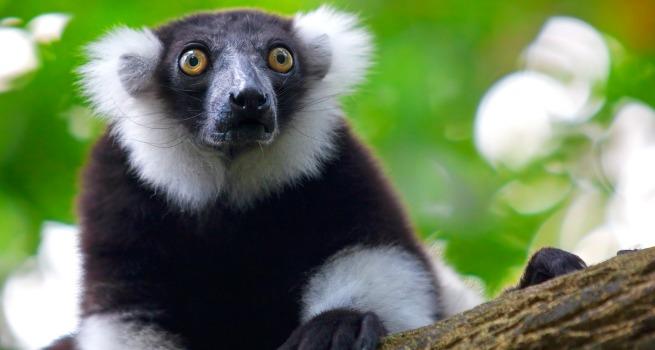 Por qué la isla de Madagascar te hará sentir especial