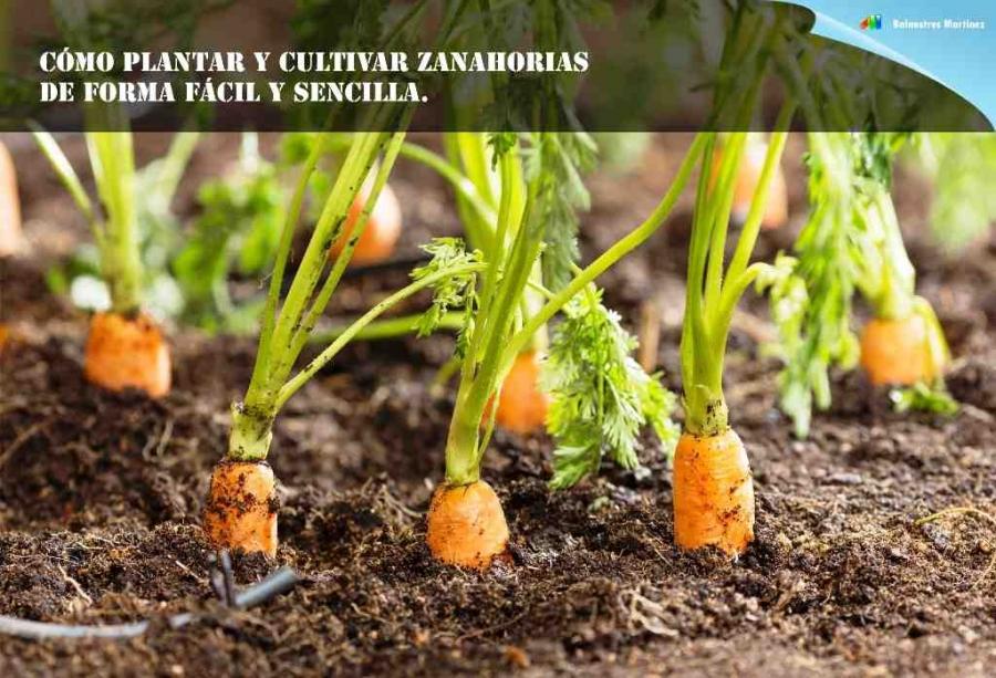 Cómo plantar y cultivar zanahorias de forma fácil y sencilla.