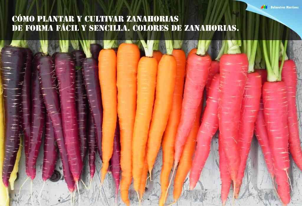 COLORES ZANAHORIAS