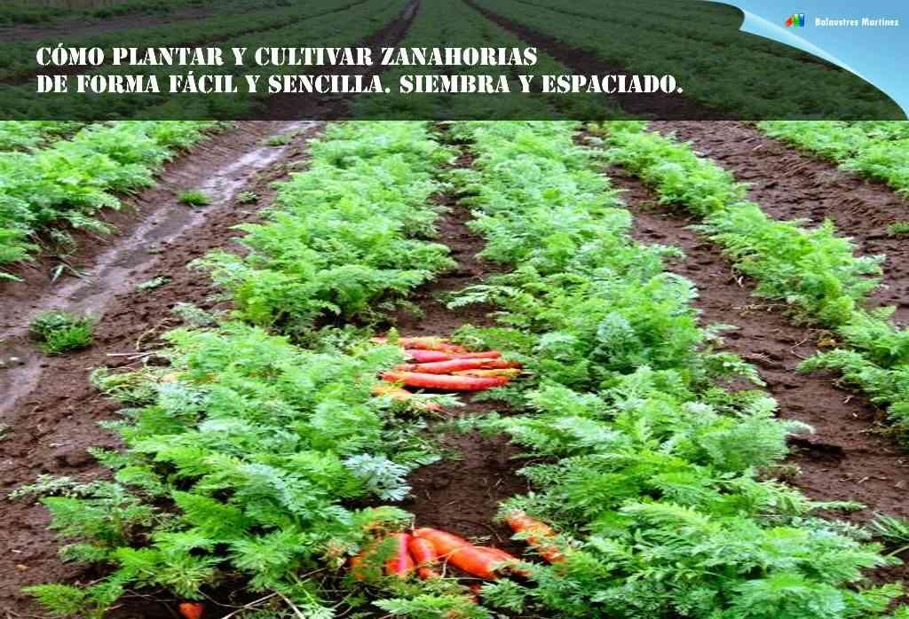 SIEMBRA ZANAHORIAS