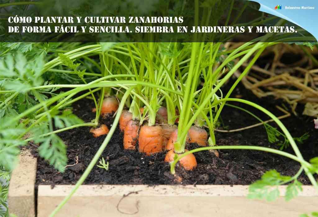 zanahorias jardineras