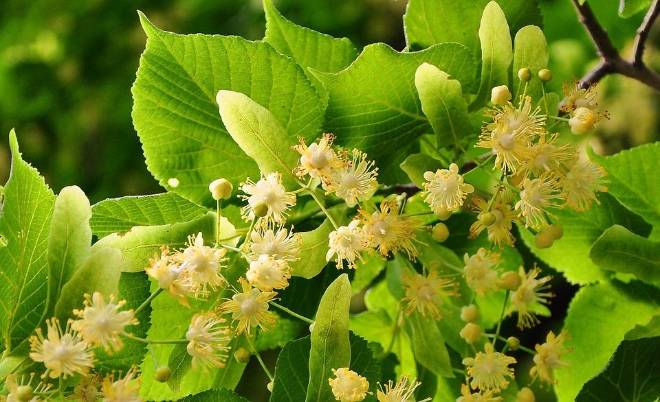 Las mejores plantas para combatir el estrés