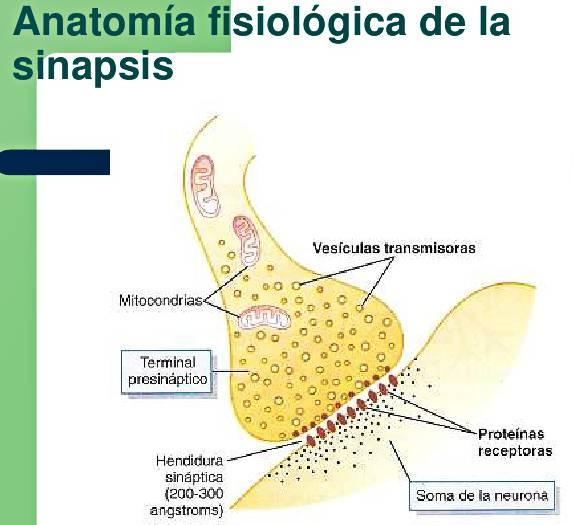 Sinapsis neuronal. jpg
