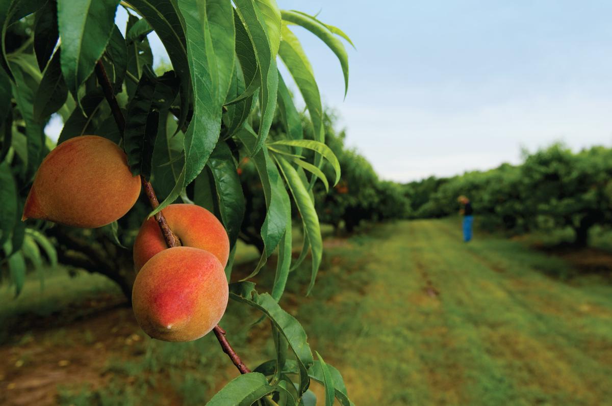 Sunbright peaches almost ready to be picked at McPeak Farms. Picking season begins in at the end of May until August. JCI PHOTO- Brian McCord