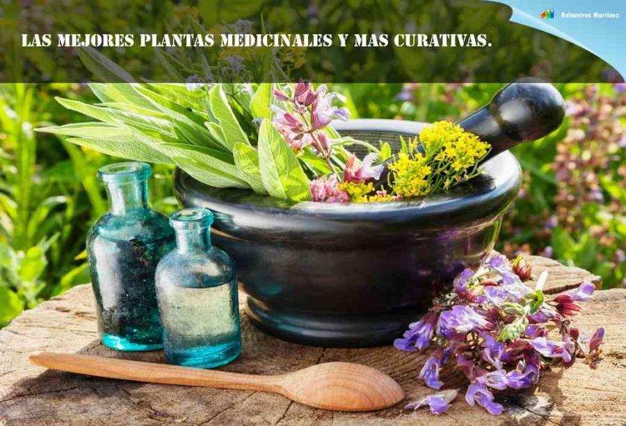 Las mejores plantas medicinales y más curativas.