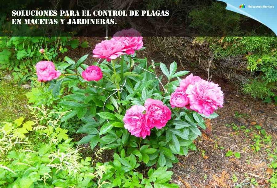 Soluciones para el control de plagas en macetas y jardineras.