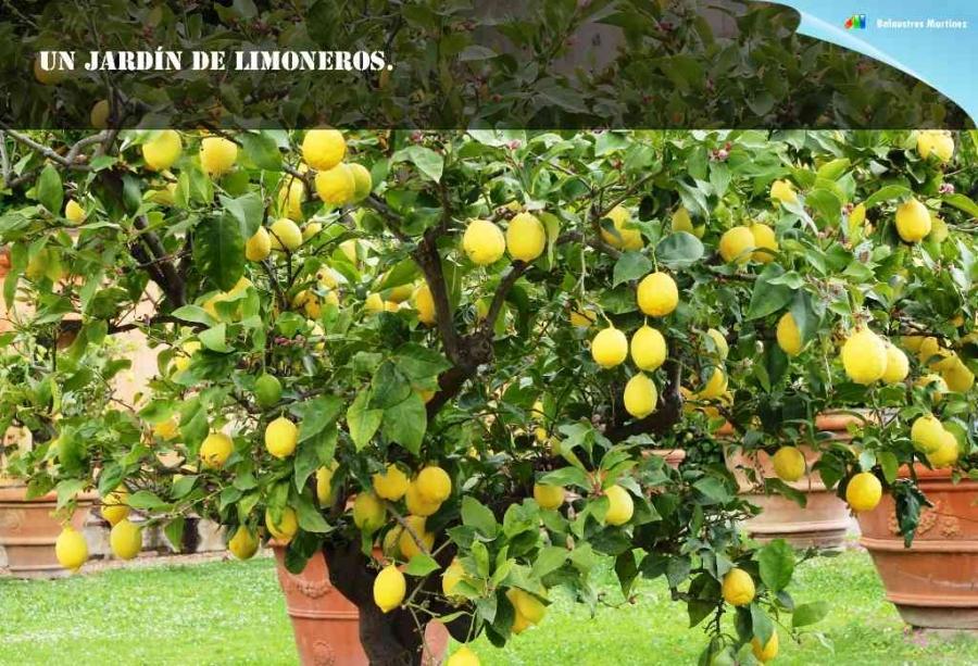 Un jardín de limoneros.