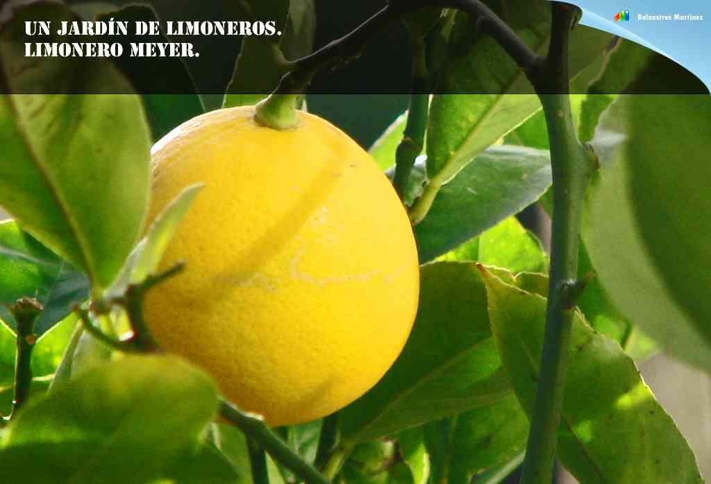 LIMONERO MEYER
